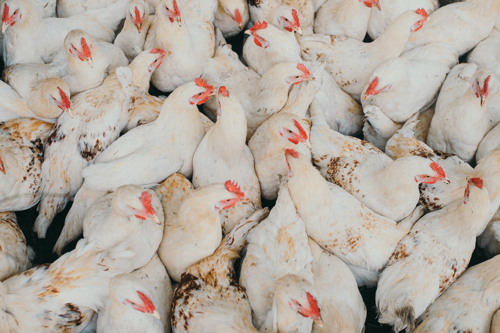 Offre spéciale Code Chicken